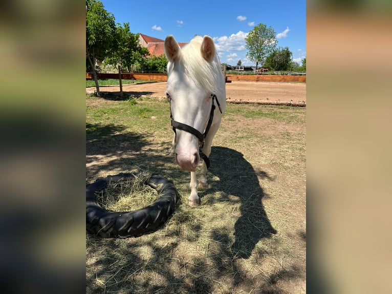 Paint Horse Jument 2 Ans 148 cm Overo-toutes couleurs in Essen