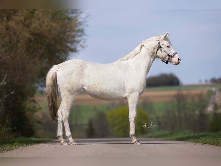 Paint Horse Jument 2 Ans 148 cm Overo-toutes couleurs in Essen