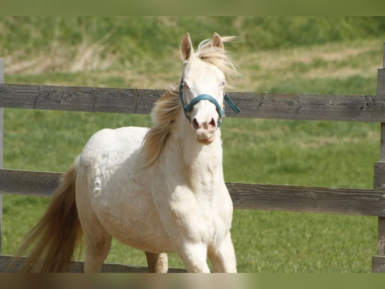 Paint Horse Jument 2 Ans 148 cm Overo-toutes couleurs in Warburg