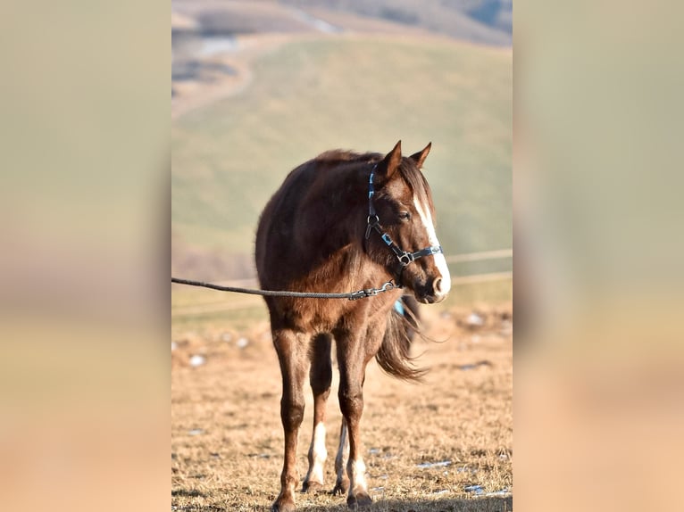 Paint Horse Jument 2 Ans 150 cm Alezan brûlé in Floh-Seligenthal