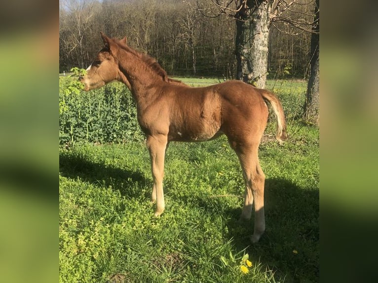 Paint Horse Jument 2 Ans 150 cm Alezan brûlé in WarburgWarburg