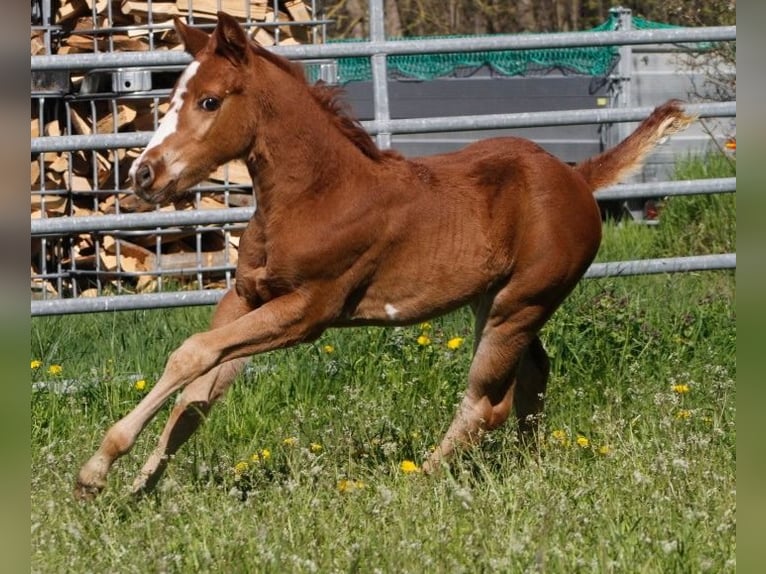 Paint Horse Jument 2 Ans 150 cm Alezan brûlé in WarburgWarburg