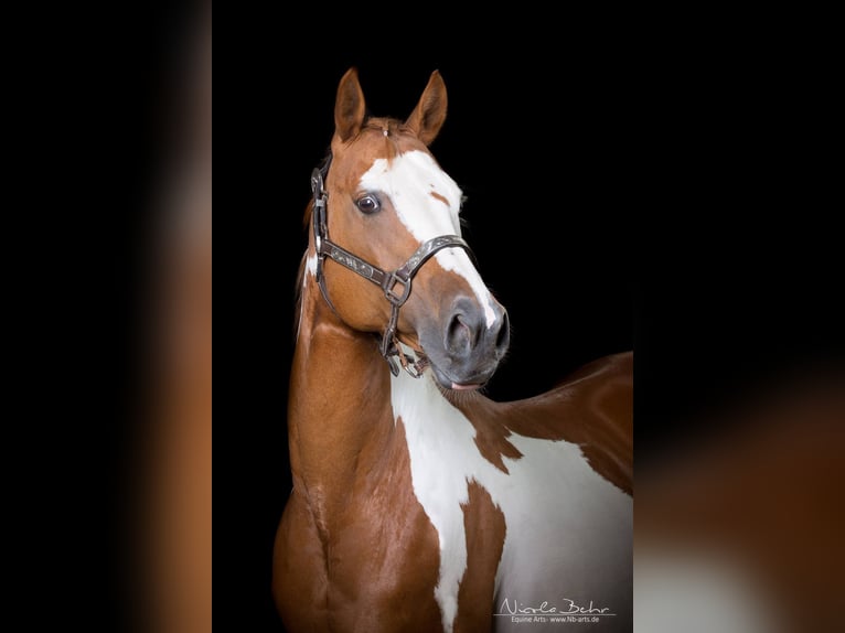 Paint Horse Jument 2 Ans 150 cm Alezan brûlé in WarburgWarburg