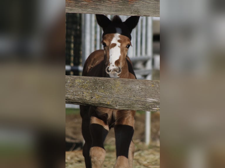 Paint Horse Jument 2 Ans 150 cm Alezan brûlé in WarburgWarburg