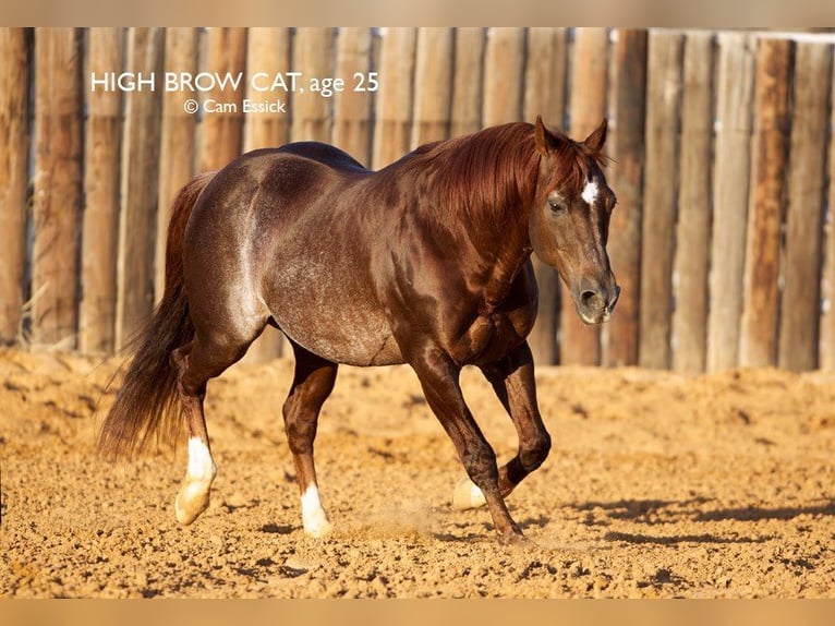 Paint Horse Jument 2 Ans 150 cm Alezan brûlé in WarburgWarburg