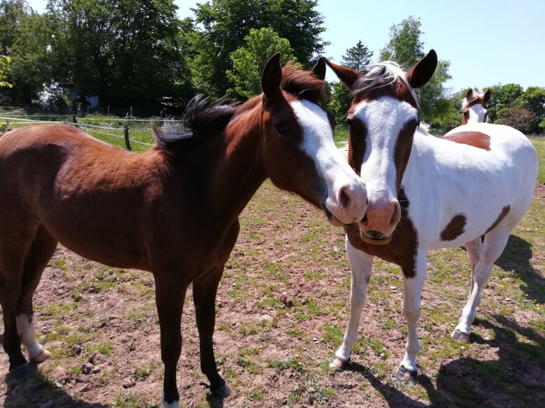 Paint Horse Jument 2 Ans 150 cm Bai brun in Hellenthal