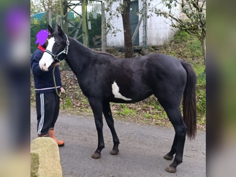 Paint Horse Jument 2 Ans 150 cm Overo-toutes couleurs in Zaldibar