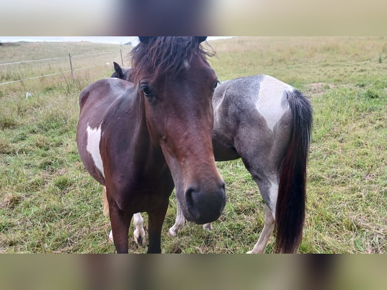 Paint Horse Croisé Jument 2 Ans 150 cm Pinto in Kirchheimbolanden