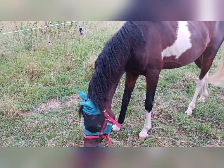 Paint Horse Croisé Jument 2 Ans 150 cm Pinto in Kirchheimbolanden