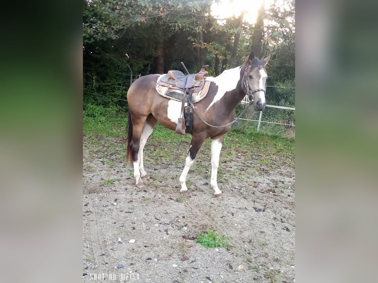 Paint Horse Croisé Jument 2 Ans 150 cm Pinto in Bodenkirchen