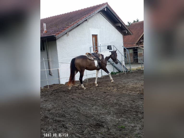 Paint Horse Croisé Jument 2 Ans 150 cm Pinto in Bodenkirchen