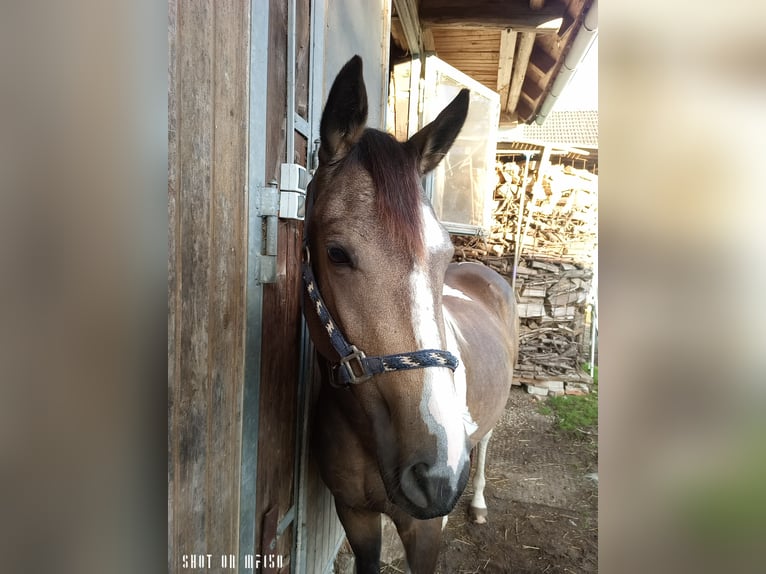 Paint Horse Croisé Jument 2 Ans 150 cm Pinto in Bodenkirchen