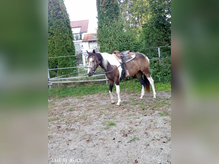 Paint Horse Croisé Jument 2 Ans 150 cm Pinto in Bodenkirchen