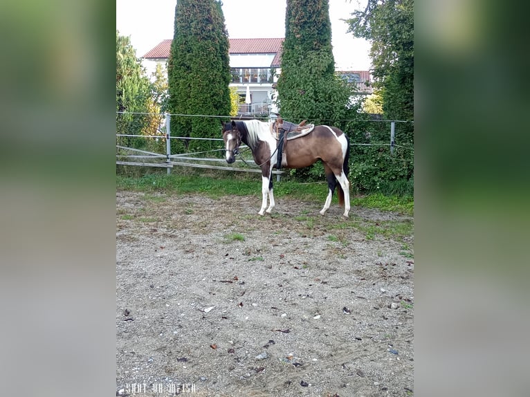 Paint Horse Croisé Jument 2 Ans 150 cm Pinto in Bodenkirchen