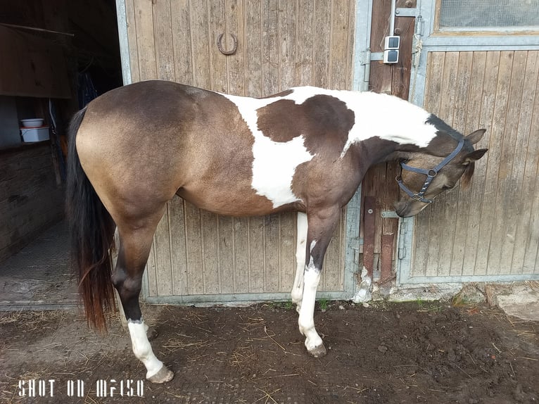 Paint Horse Croisé Jument 2 Ans 150 cm Pinto in Bodenkirchen