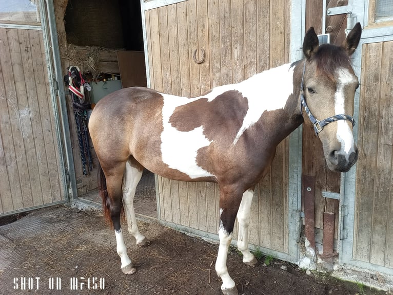 Paint Horse Croisé Jument 2 Ans 150 cm Pinto in Bodenkirchen