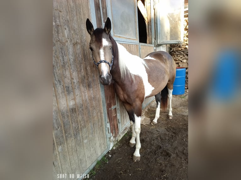 Paint Horse Croisé Jument 2 Ans 150 cm Pinto in Bodenkirchen