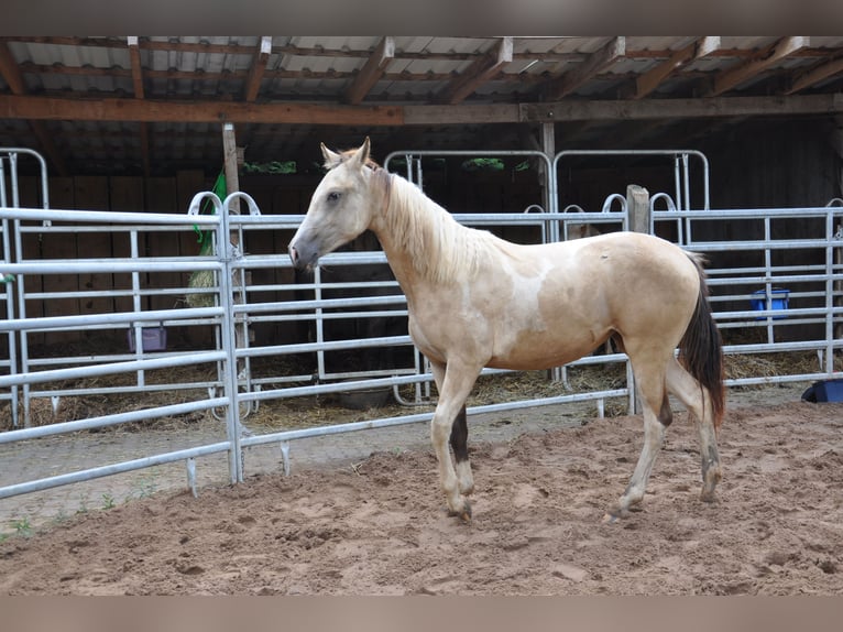 Paint Horse Jument 2 Ans 150 cm Tobiano-toutes couleurs in Bückeburg Evesen