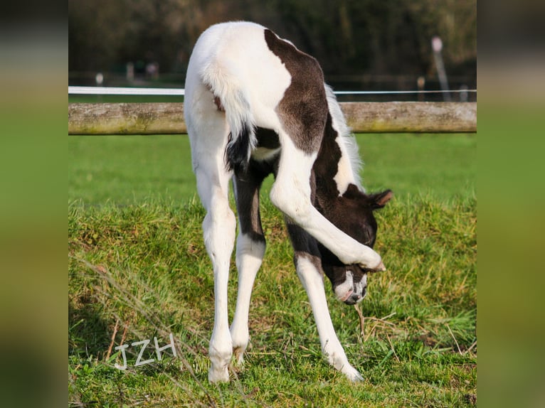 Paint Horse Jument 2 Ans 150 cm in Düsseldorf