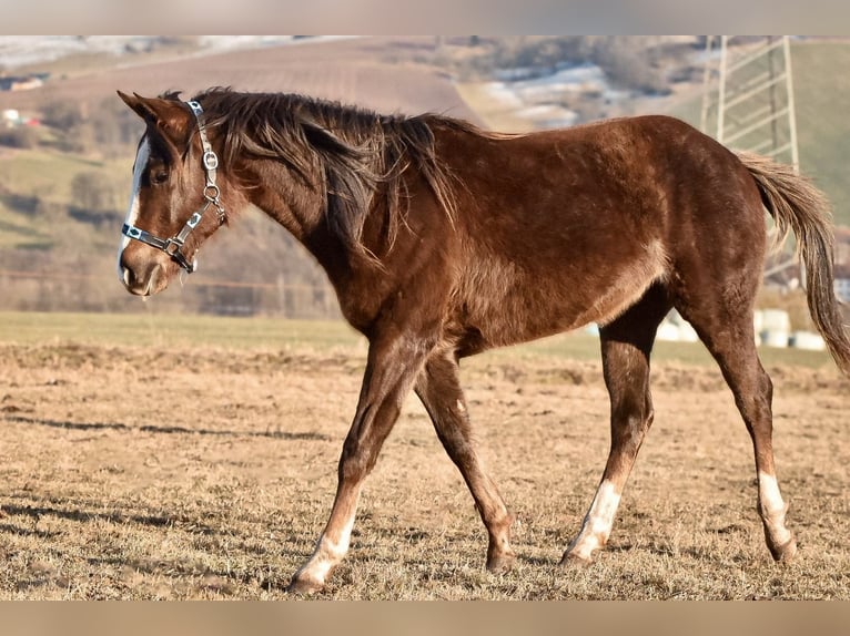 Paint Horse Jument 2 Ans 152 cm Alezan brûlé in Christes