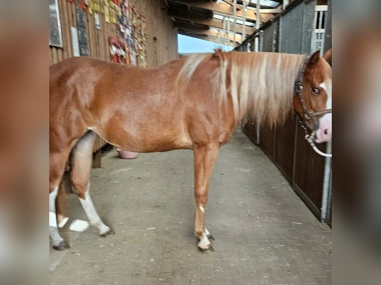 Paint Horse Jument 2 Ans 152 cm Alezan in Etgersleben