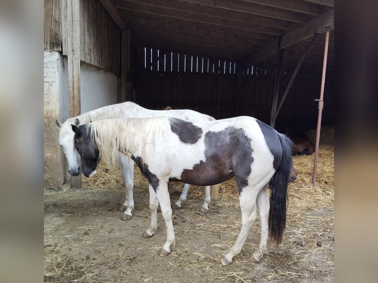 Paint Horse Jument 2 Ans 152 cm Noir in Starnberg