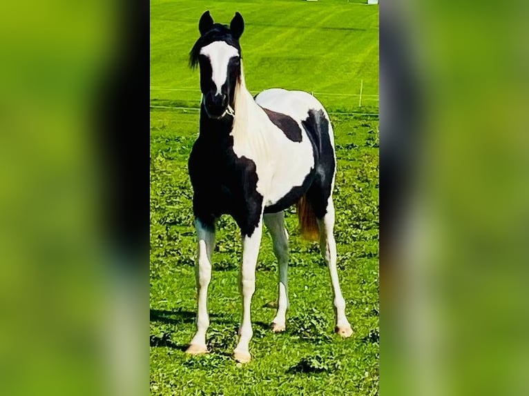 Paint Horse Jument 2 Ans 152 cm Noir in Starnberg