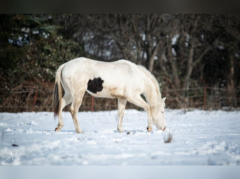 Paint Horse Jument 2 Ans 153 cm Pinto in Danstedt