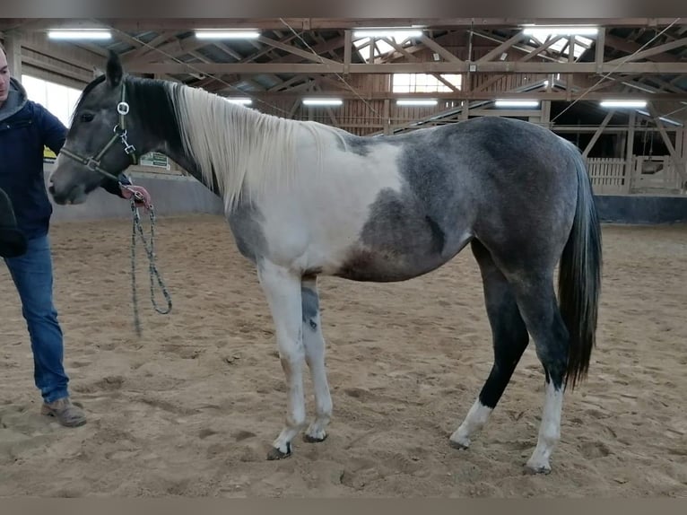 Paint Horse Jument 2 Ans 154 cm Tobiano-toutes couleurs in Haldenwang