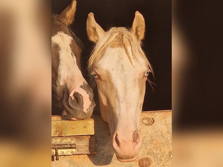 Paint Horse Jument 2 Ans 155 cm Champagne in Buchbach