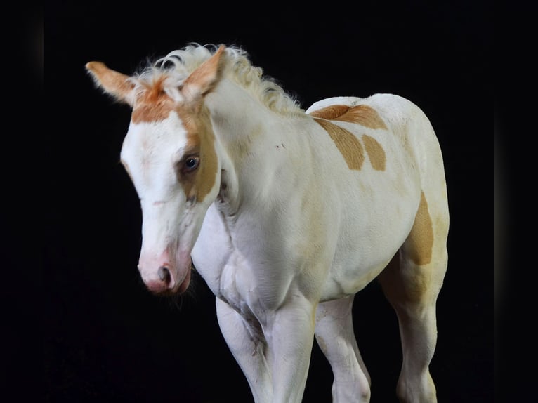 Paint Horse Jument 2 Ans 155 cm Champagne in Buchbach