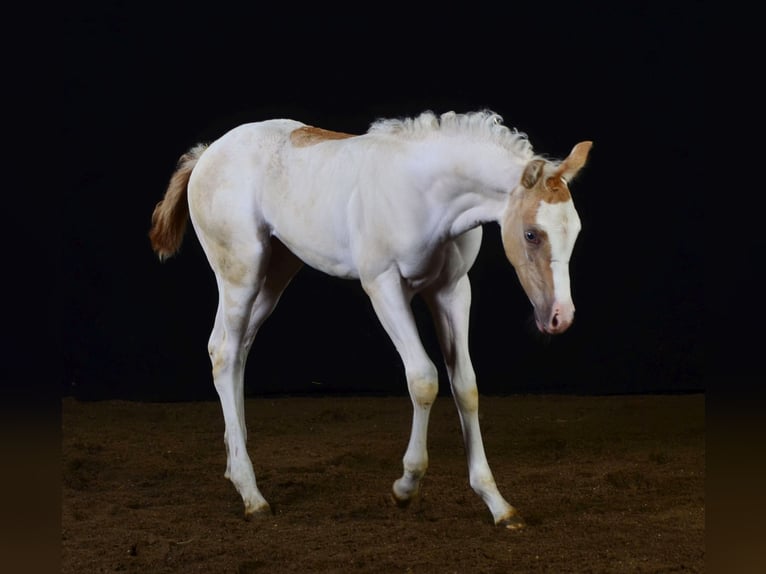 Paint Horse Jument 2 Ans 155 cm Champagne in Buchbach