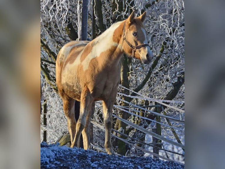 Paint Horse Jument 2 Ans 155 cm Pinto in Buchbach