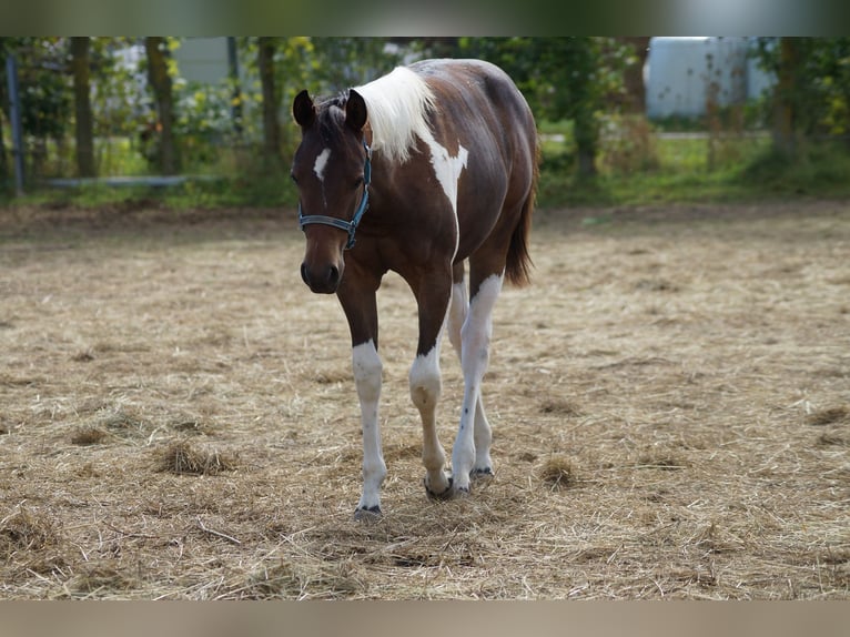 Paint Horse Jument 2 Ans 155 cm Tobiano-toutes couleurs in Langenau