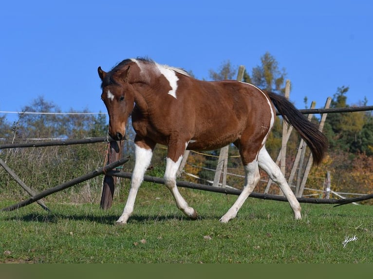 Paint Horse Jument 2 Ans 155 cm Tobiano-toutes couleurs in Dolní Hbity