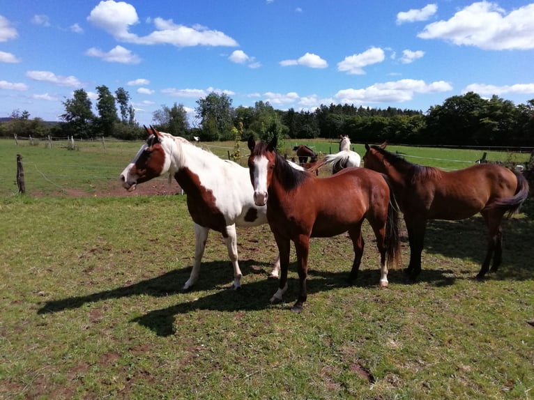 Paint Horse Jument 2 Ans 160 cm Bai brun in Hellenthal