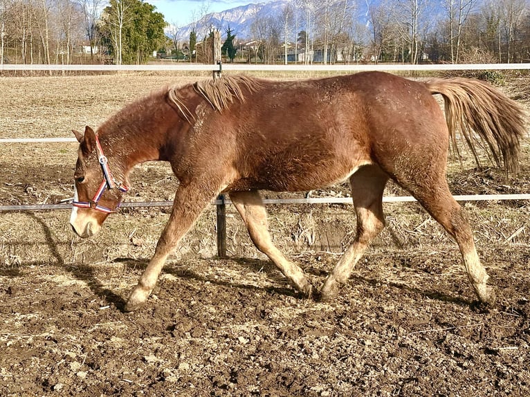 Paint Horse Jument 2 Ans Alezan in Udine