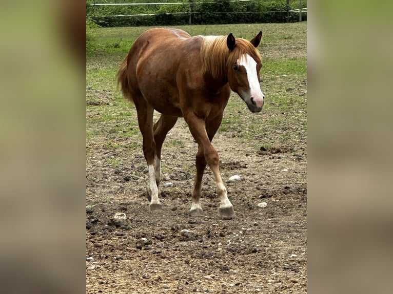 Paint Horse Jument 2 Ans Alezan in Udine