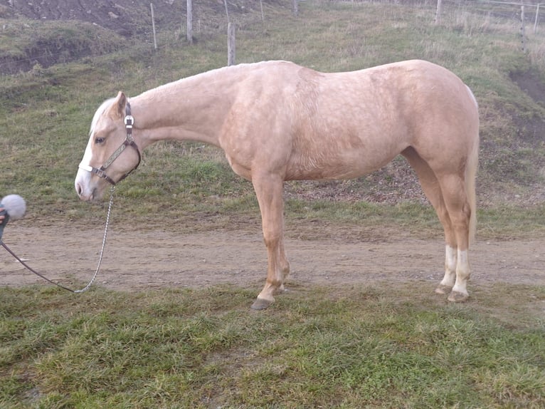 Paint Horse Jument 2 Ans Palomino in Rottweil