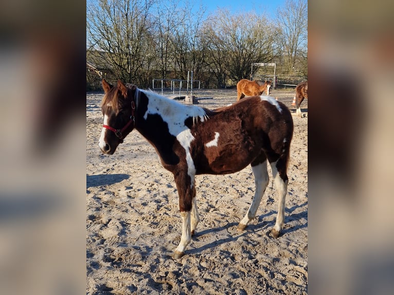 Paint Horse Jument 2 Ans Pinto in Eberbach