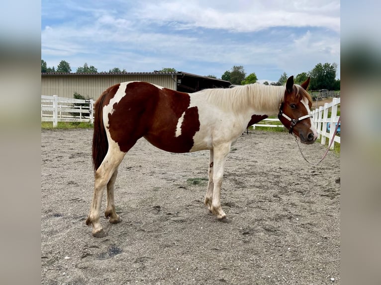 Paint Horse Jument 2 Ans Tobiano-toutes couleurs in Rheinfelden