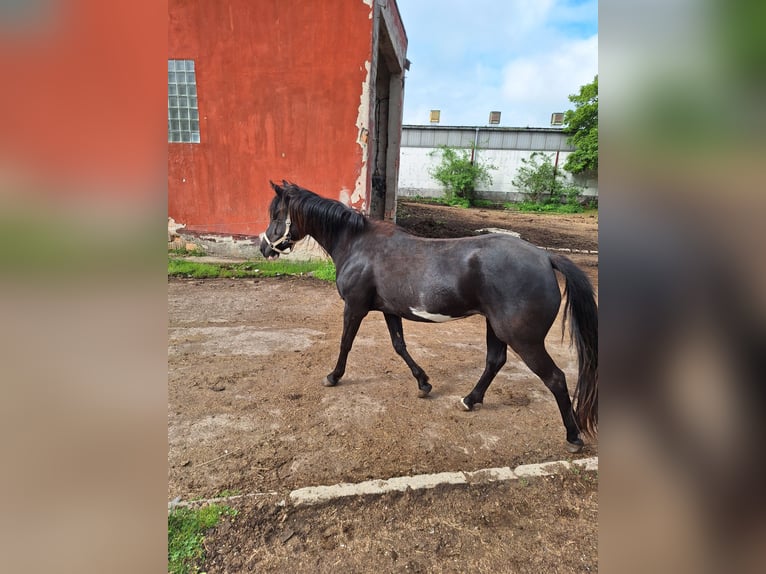 Paint Horse Jument 3 Ans 145 cm Pinto in Neustadt an der OrlaWeira