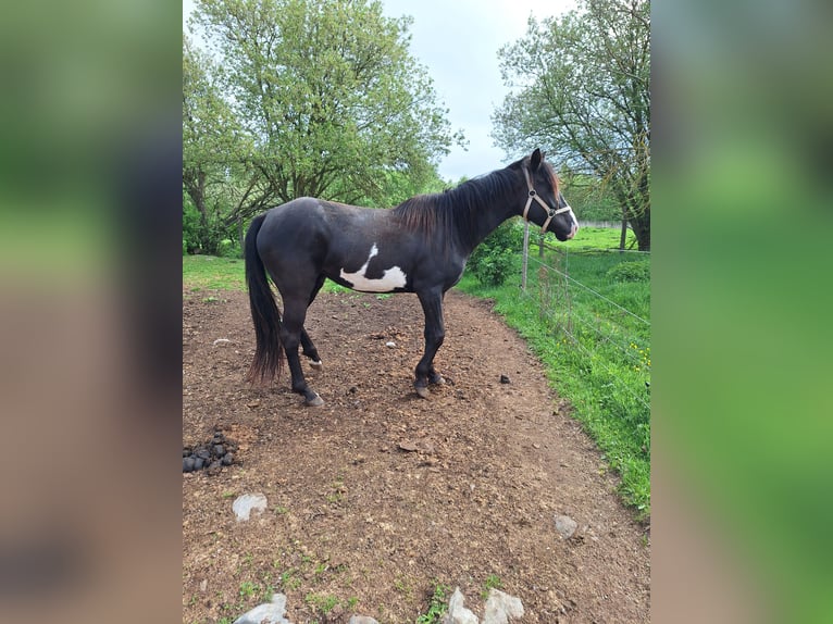 Paint Horse Jument 3 Ans 145 cm Pinto in Neustadt an der OrlaWeira