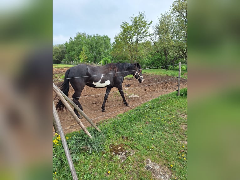 Paint Horse Jument 3 Ans 145 cm Pinto in Neustadt an der OrlaWeira