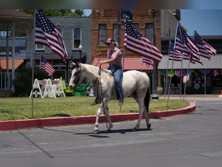 Paint Horse Jument 3 Ans 147 cm Buckskin in Pilot Point