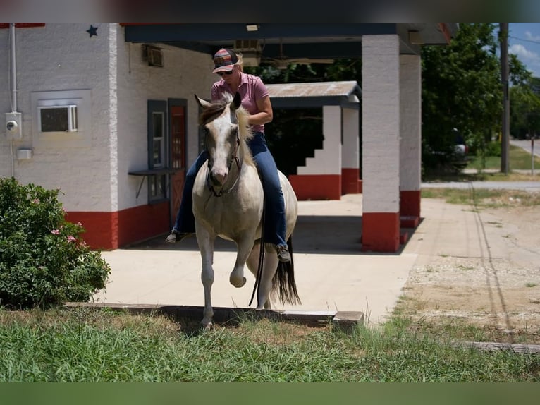 Paint Horse Jument 3 Ans 147 cm Buckskin in Pilot Point