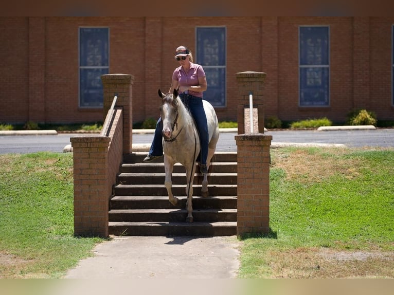 Paint Horse Jument 3 Ans 147 cm Buckskin in Pilot Point