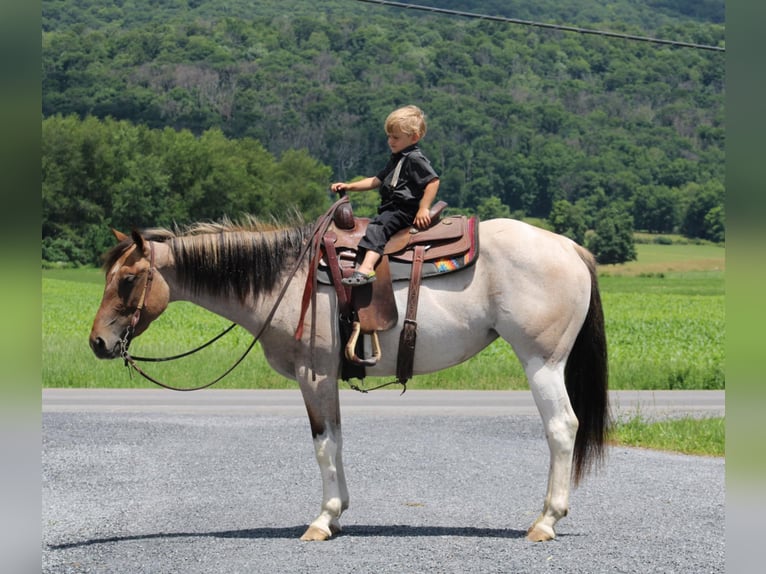 Paint Horse Croisé Jument 3 Ans 147 cm Pinto in Rebersburg