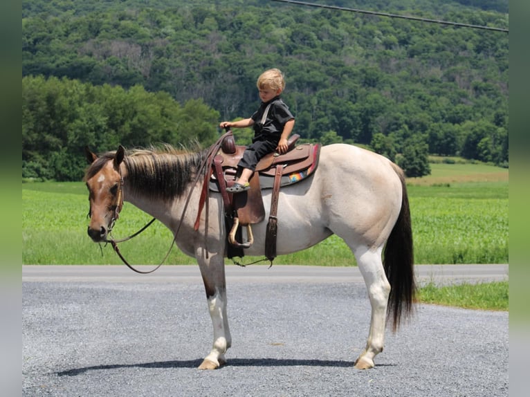 Paint Horse Croisé Jument 3 Ans 147 cm Pinto in Rebersburg