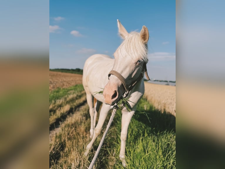 Paint Horse Jument 3 Ans 148 cm Overo-toutes couleurs in Essen